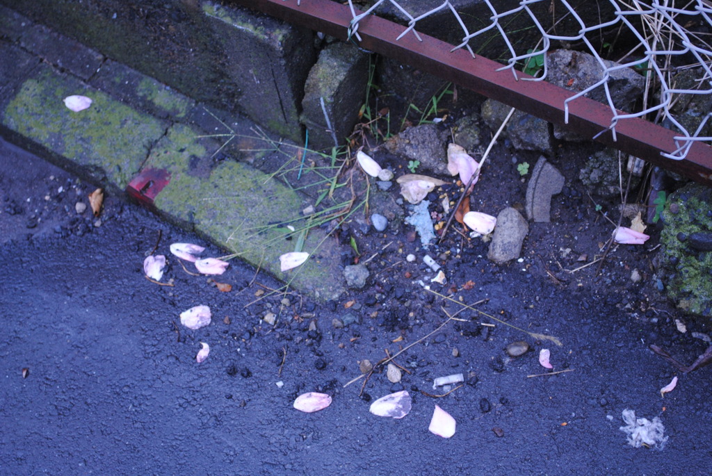 花びらは落ちた