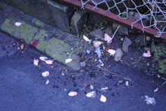 花びらは落ちた