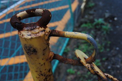 チェーン・リップ