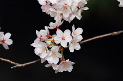 二ヶ領用水の桜