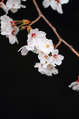 二ヶ領用水の桜
