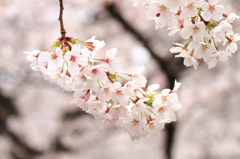 二ヶ領用水の桜