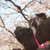 桜と猫①