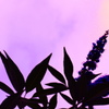藍～紫～桃