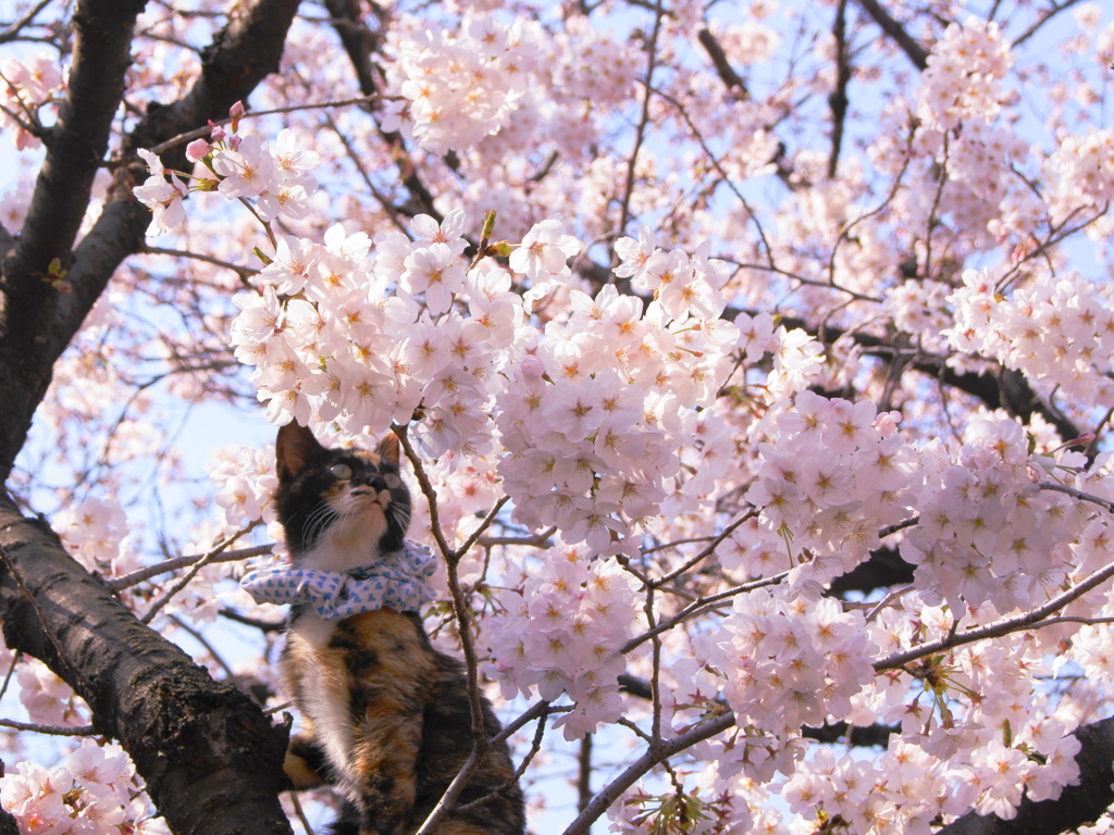 桜と猫④