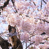 桜と猫④