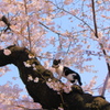 桜と猫②