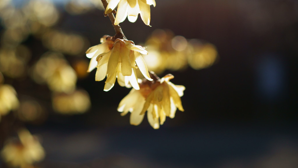黄金色の花びら