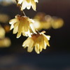 黄金色の花びら