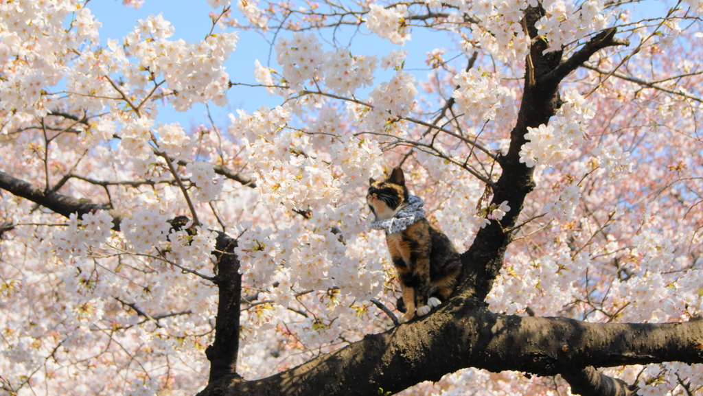 桜と猫③
