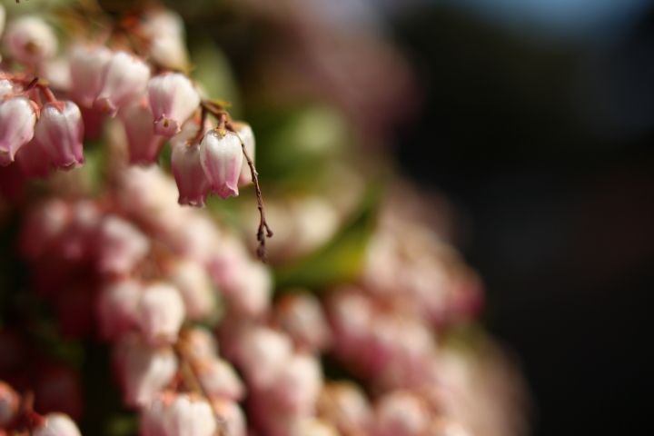 ピンクの小粒の花F1.8接写