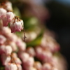 ピンクの小粒の花F1.8接写