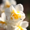 白い花F1.8接写