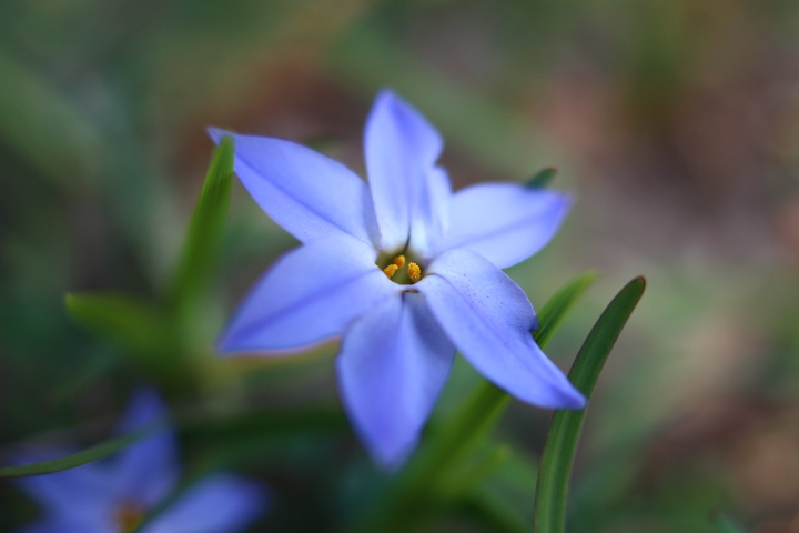 薄紫色の花F1.8接写