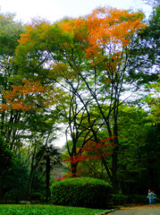 芹ヶ谷公園色づき始め2