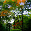 芹ヶ谷公園色づき始め2