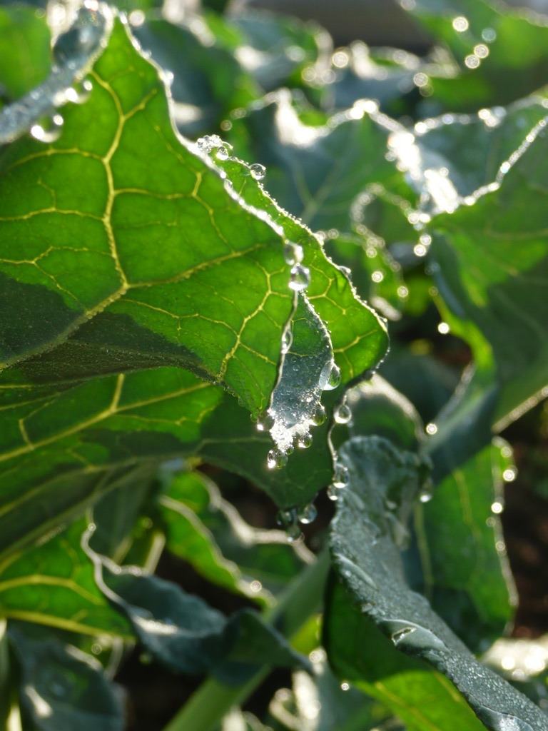 morning dew