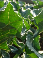 morning dew