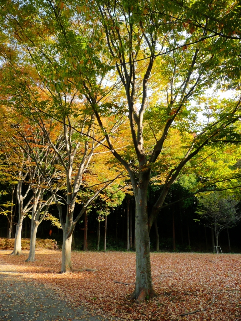 trees