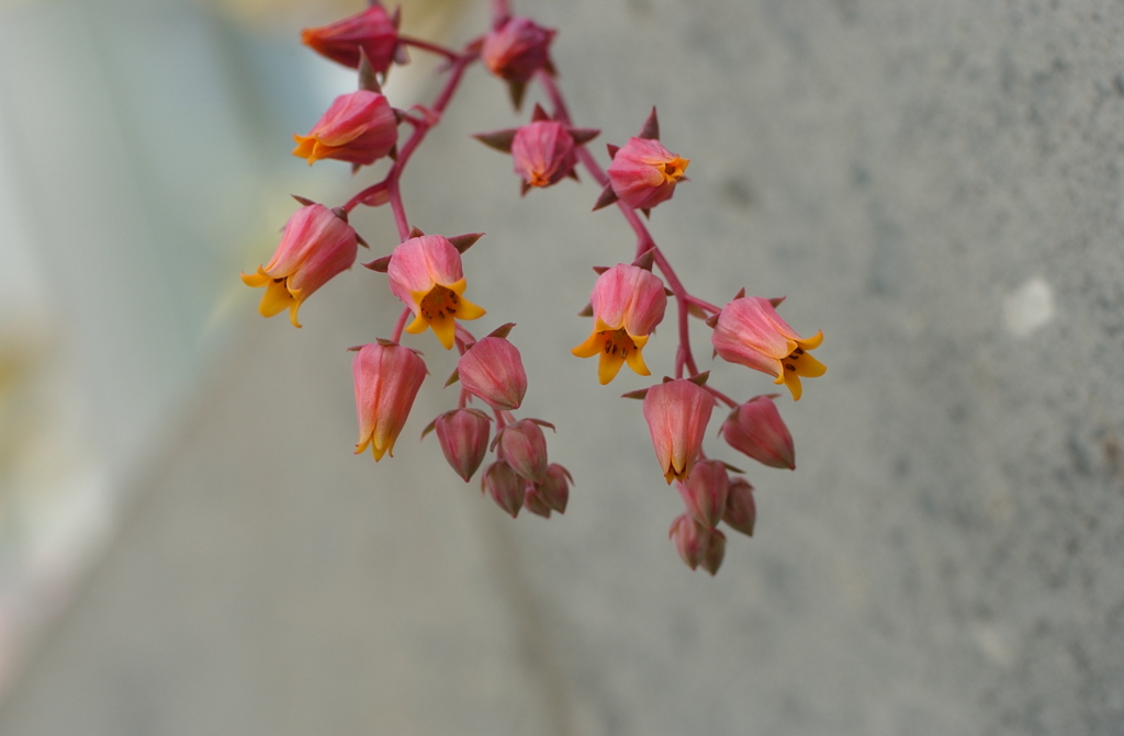 花フェスタ　２０１２−１４