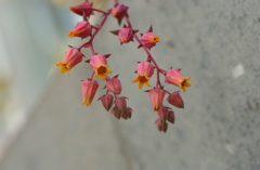 花フェスタ　２０１２−１４