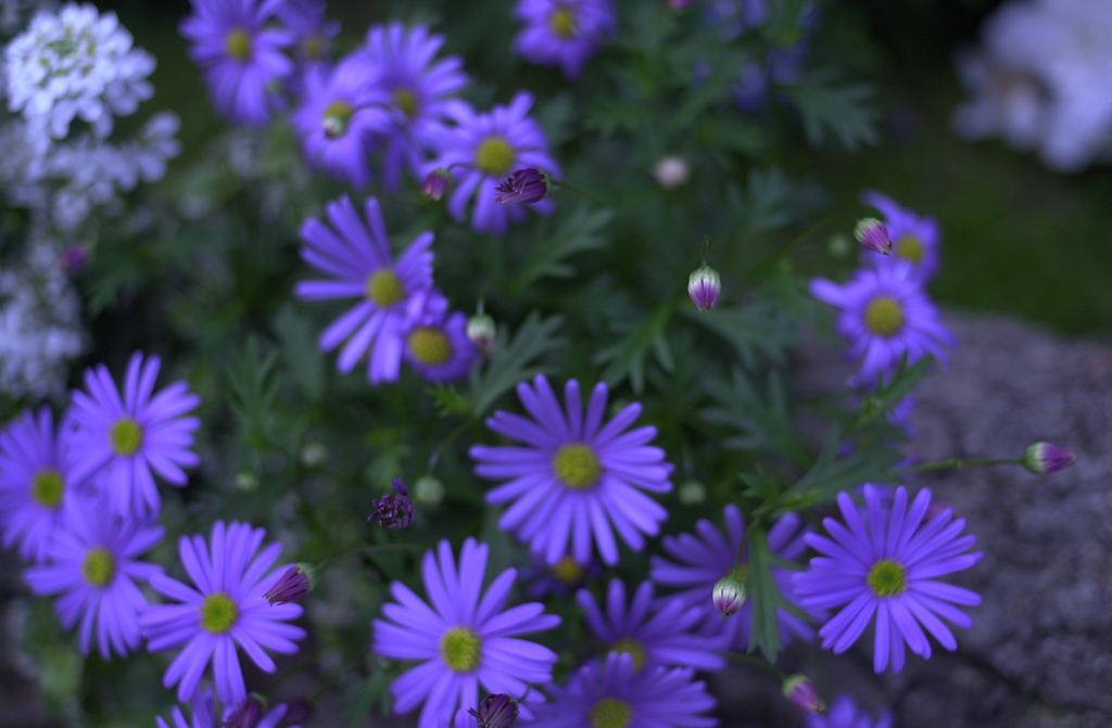春の花’１３＾ー１３