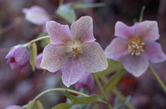 花フェスタ　２０１２−２