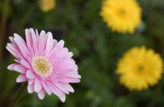 花フェスタ　２０１２−２２