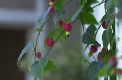 春日井植物園１６