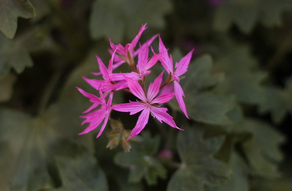 春花　３