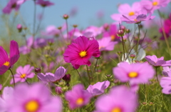 コスモス　９