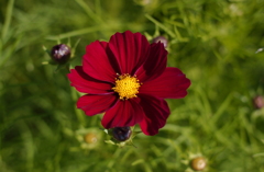 コスモス　１４