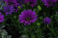 春日井植物園１２