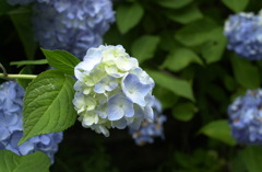 みのかもの森１１