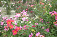 花フェスタ　３０