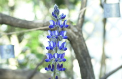 春日井植物園１５