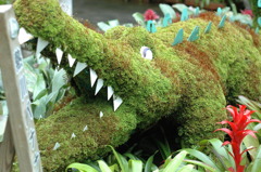 バナナワニ　７