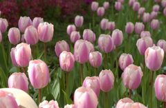 チューリップ　２５