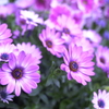 春の花’１３＾ー７