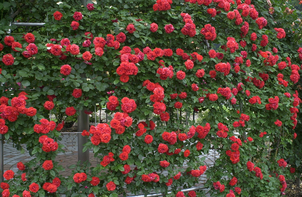 花フェスタ　３