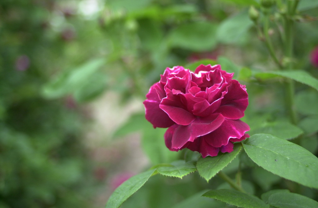 花フェスタ　１３