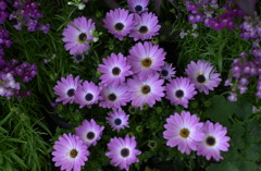 春日井植物園６