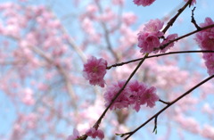 なばなの里　４