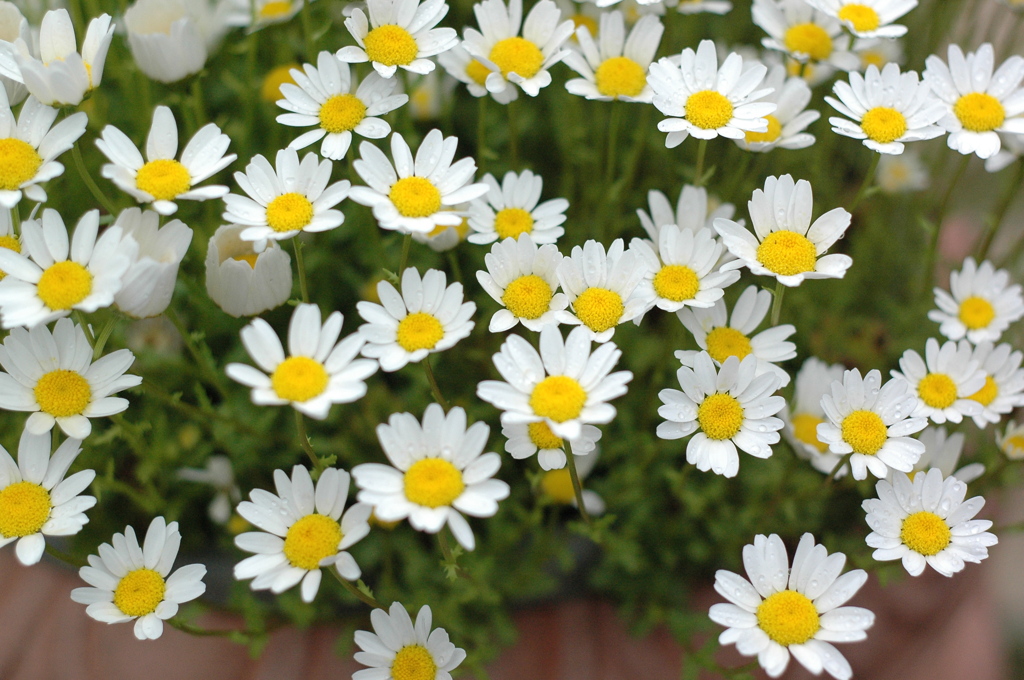 バナナワニ　２９