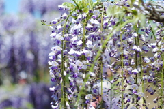 藤まつり　６