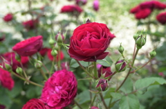 花フェスタ　３４