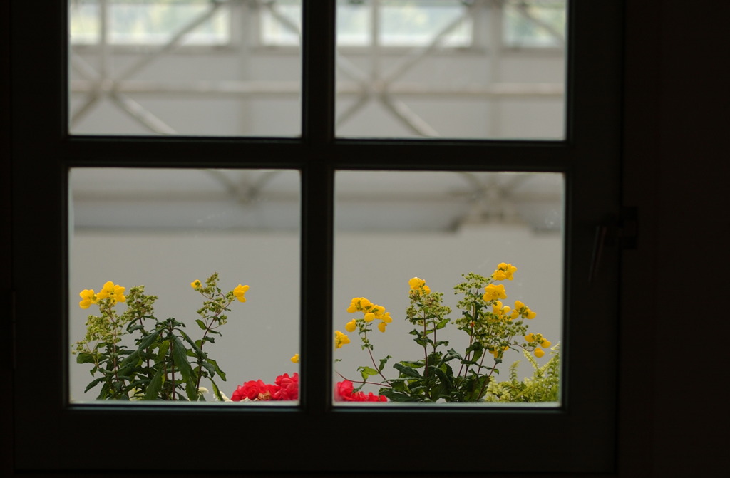 春花　２