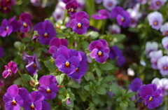 なばなの里　５