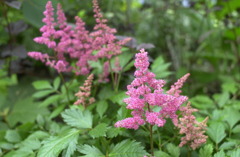 花フェスタ　１８