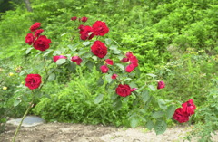 花フェスタ　９